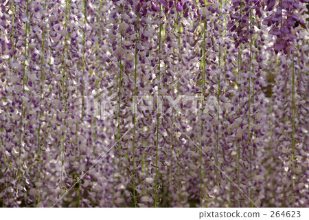 Wisteria Wisteria 264623