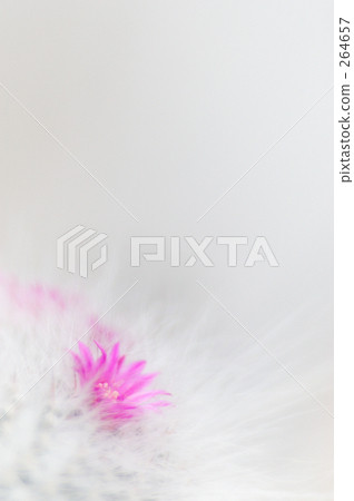 Cacti 01 Cacti 01 264657