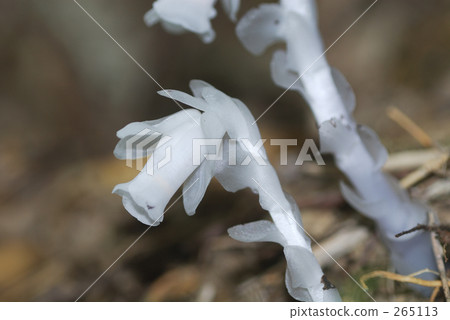 水晶蘭 可愛 漂亮 265113