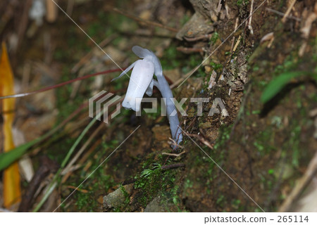 水晶蘭 可愛 漂亮 265114