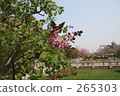 Lilac 265303