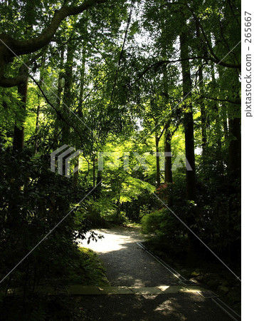 林道2號 林道2號 265667