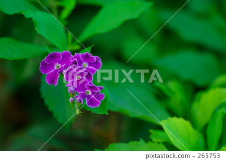 Duranta Erecta "Takarazuka" 265753