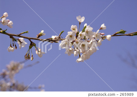 Cherry Blossoms	 265989