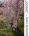 Weeping cherry blossoms of Nogawa Weeping cherry blossoms of Nogawa 266007