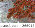 Autumn leaves of Zenpukuji Park Autumn leaves of Zenpukuji Park 266012