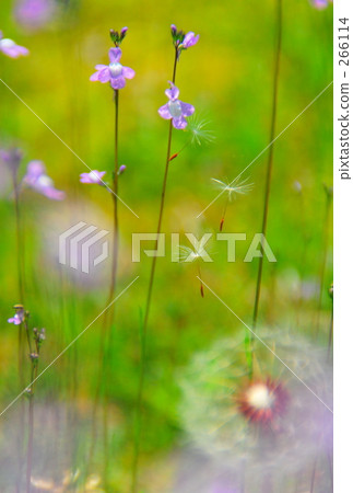 Message to eternity 266114