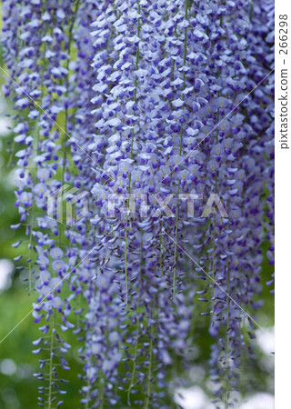  紫藤花 266298