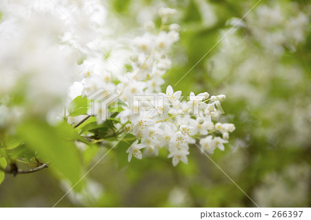 大豆紙漿 花朵 花 266397