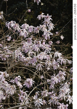 Shidecabushi Shidecabushi 266430