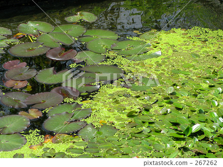 Aquatic plants 267262