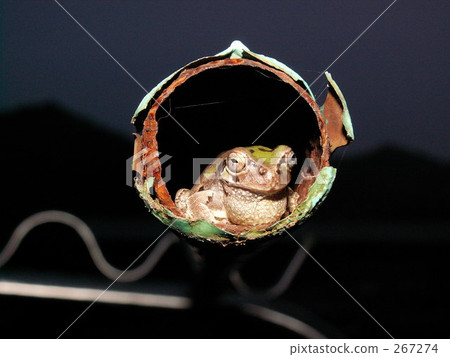 Frog in the clothesline Frog in the clothesline 267274