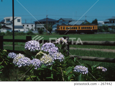 Watched over hydrangea 267442
