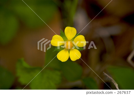 Serpentine flowers 267637