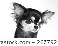 chihuahua, dog, dogs 267792