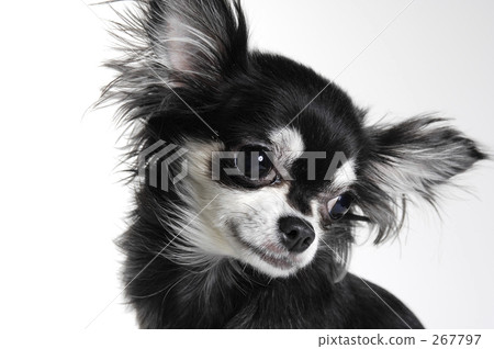 isolated, outlined characters, outline (something) 267797