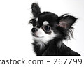 chihuahua, dog, dogs 267799