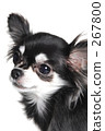 chihuahua, dog, dogs 267800