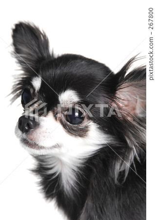 狗 吉娃娃 毛孩 267800