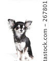chihuahua, dog, dogs 267801