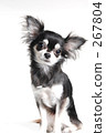 chihuahua, dog, dogs 267804