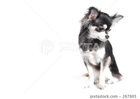 isolated, outlined characters, outline (something) 267805