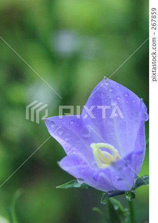 Kikyo 267859