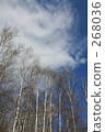 White birch and blue sky 268036