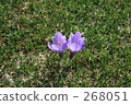 Crocus 268051