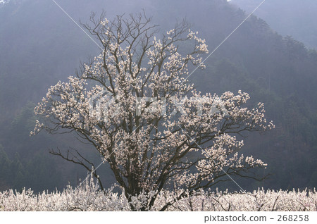 在Amura的大杏樹 268258