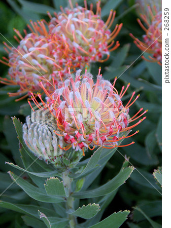 Leuko Spellmam 268259