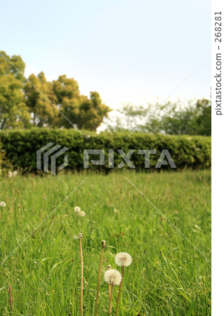 蒲公英和草坪1 268281