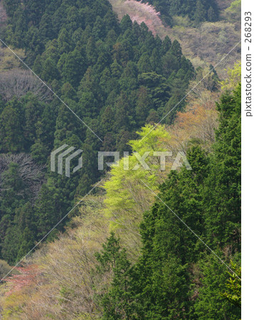 Mountain pattern of afforestation and fresh green Mountain pattern of afforestation and fresh green 268293