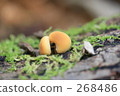mushroom  268486