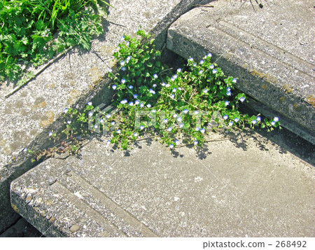 Flowers blooming in stone steps 268492