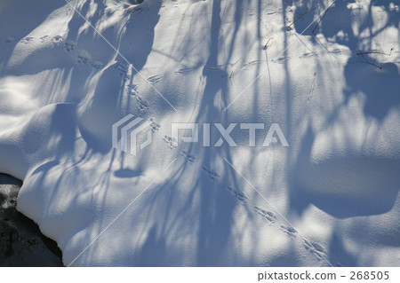 動物的軌道 動物的軌道 268505