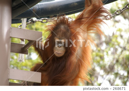 Orangutan 268671