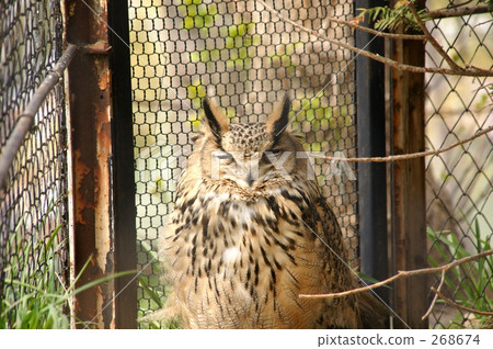 Sleeping owl Sleeping owl 268674