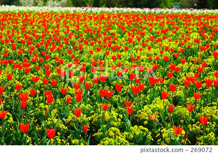 Tulip field 269072