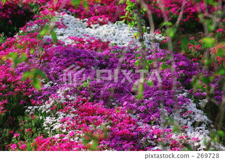 Shibazakura - 混合 - 03 Shibazakura - 混合 - 03 269728