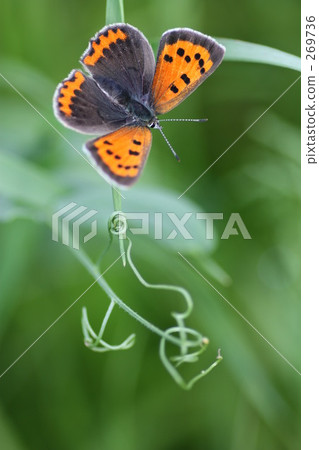 Lycaena phlaeas Lycaena phlaeas 269736