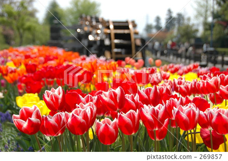 Tulip 269857