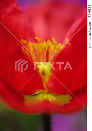 Poppy of passion 269985