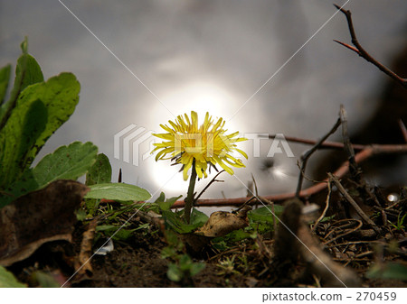Dandelion and water sun 270459