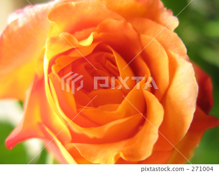 安妮的玫瑰 271004