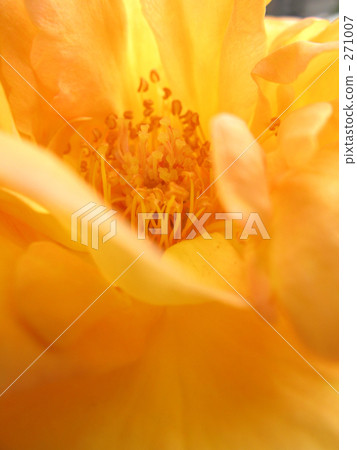 The rose of Anne 271007