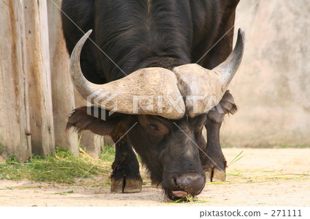 African buffalo 271111