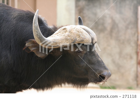 African buffalo 271118