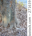 Root of trees and fallen leaves 271639