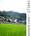 Paddy field 271641